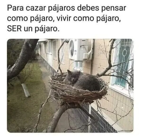 Meme_otros - Quizá solo está esperando para cuando lleguen