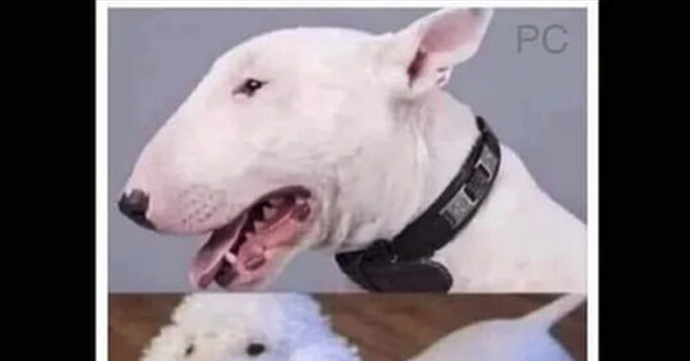 Cuánto cabrón / ¡Perrotruco!