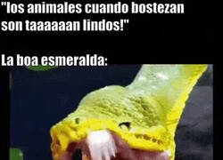 Enlace a No todos los animales