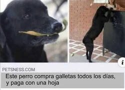 Enlace a El perro comprador