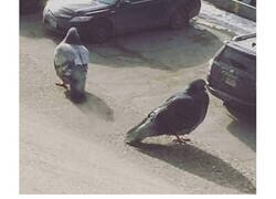 Enlace a Las imágenes más 'random' de pájaros