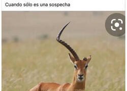 Enlace a Cornudo pero no del todo