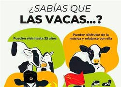 Enlace a Qué gran animal es la vaca