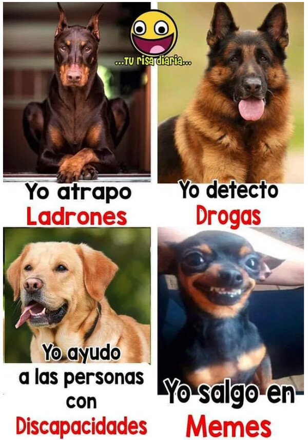 Meme_otros - Cada raza de perro tiene su habilidad