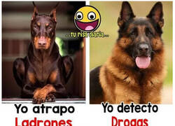 Enlace a Cada raza de perro tiene su habilidad