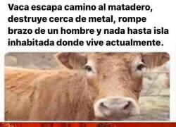 Enlace a La vaca todopoderosa