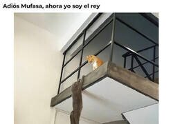 Enlace a Mis gatos jugando a las películas