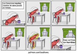 Enlace a El cambio de sexo de los camarones