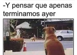 Enlace a Déjalo, era una perra...