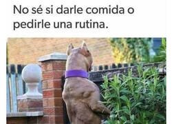 Enlace a No te metas con este perro