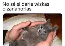 Enlace a El gatonejo