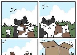 Enlace a El paraíso gatuno