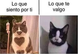 Enlace a Estos gatos resumen nuestra relación
