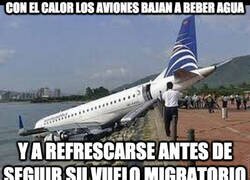 Enlace a Con el calor los aviones bajan a beber agua y a refrescarse antes de seguir su vuelo migratorio
