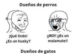Enlace a Es un gato gatuno