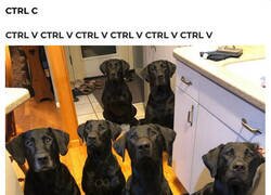 Enlace a Copia y pega