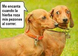 Enlace a ¿Cómo dices?