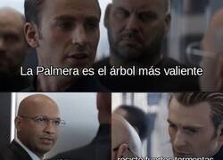 Enlace a El árbol más valiente