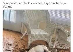 Enlace a Buen intento Firulais, pero no cuela