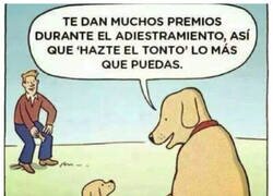 Enlace a Son más listos de lo que creemos