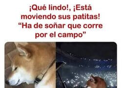 Enlace a ¿Los perros tienen sueños?