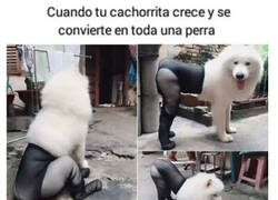 Enlace a Toda una perra