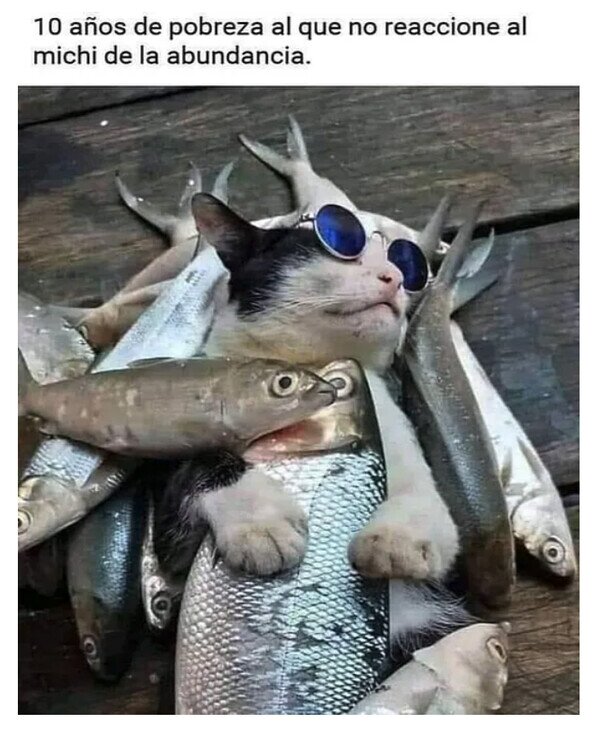 Meme_otros - No ignores al Michi de la abundancia