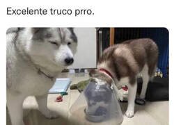 Enlace a Por algo son los más listos