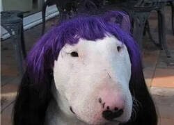 Enlace a El perro feminista