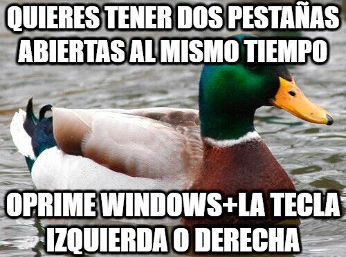 pestañas,abiertas,pato consejero