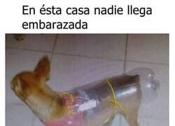 Enlace a Eso incluye a la perrita