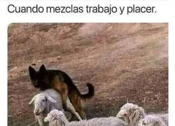 Enlace a Firulais también tiene sus necesidades