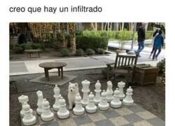 Enlace a Nadie se dará cuenta...