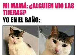 Enlace a Mi flequillo las vió