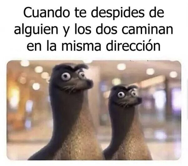 Meme_otros - Ahí van dos tontos