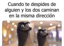 Enlace a Ahí van dos tontos