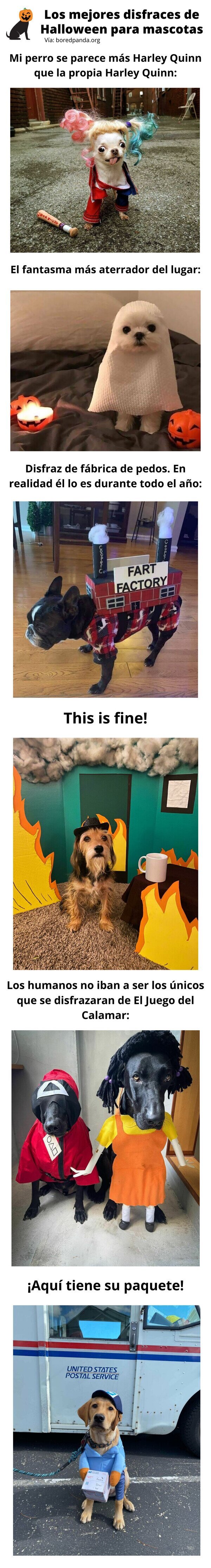 Meme_otros - Los mejores disfraces de Halloween para mascotas