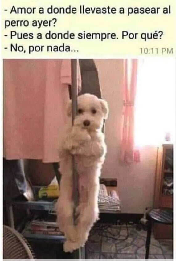 Meme_otros - El perro está raro