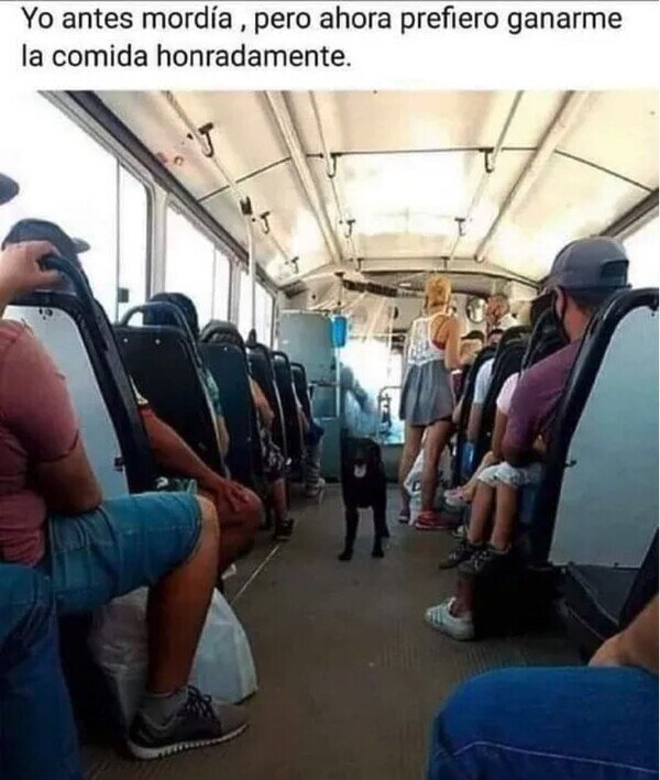 Otros - Ahora soy otro Firulais