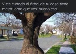 Enlace a Estúpido y sensual árbol
