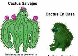 Enlace a ¿Por qué mi cactus es tan débil?