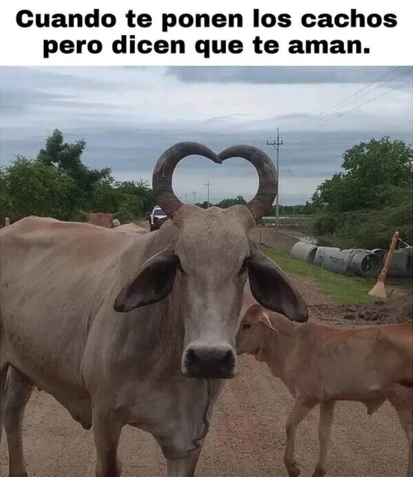 Meme_otros - Los cuernos del amor