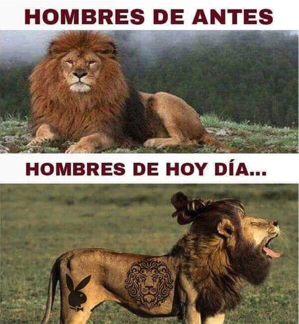 Meme_otros - Ya no hay leones, solo huevones