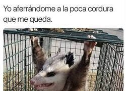 Enlace a Estoy casi loco