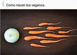 Enlace a El milagro de la vida