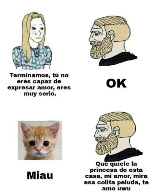 cariñoso,pareja,romper,gato,amor,expresar,demostrar