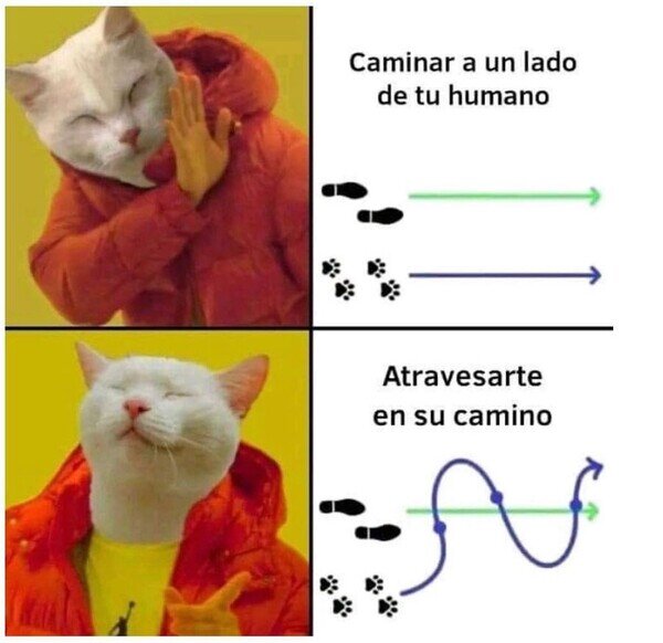 Meme_otros - Son especialistas en ello