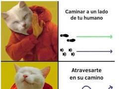 Enlace a Son especialistas en ello