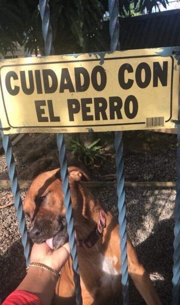 Meme_otros - Peligrosamente adorable