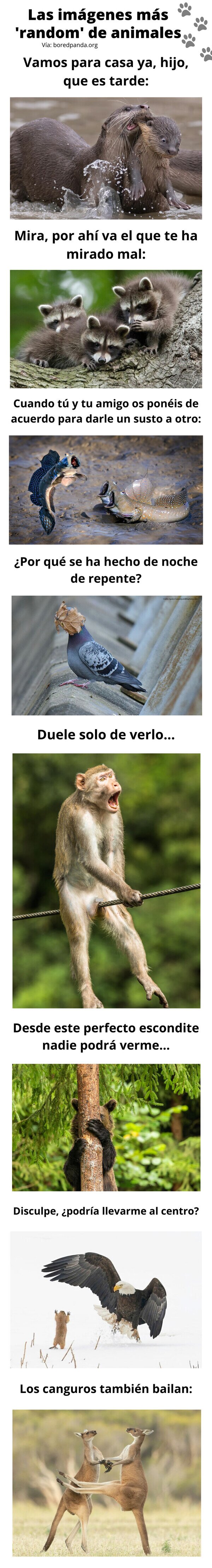 Meme_otros - Las imágenes más 'random' de animales